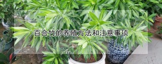 百合竹的养殖方法和注意事项,第1图