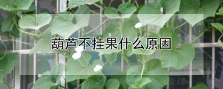 葫芦不挂果什么原因,第1图