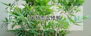 米竹怎么修剪,第1图