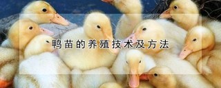 鸭苗的养殖技术及方法,第1图