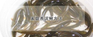 家庭养泥鳅方法,第1图