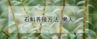 石斛养殖方法 懒人,第1图