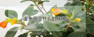 金鱼吊兰什么时候摘心,第1图