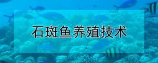 石斑鱼养殖技术,第1图