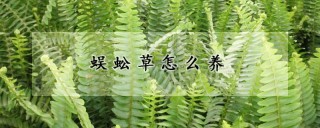 蜈蚣草怎么养,第1图