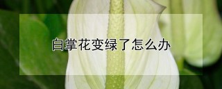 白掌花变绿了怎么办,第1图