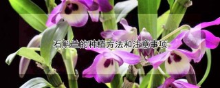 石斛兰的种植方法和注意事项,第1图