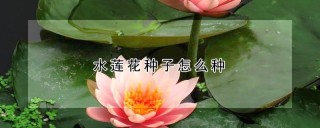 水莲花种子怎么种,第1图