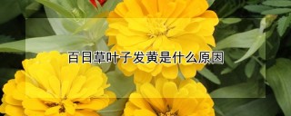 百日草叶子发黄是什么原因,第1图