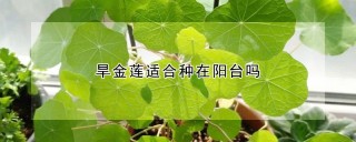 旱金莲适合种在阳台吗,第1图