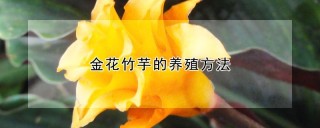 金花竹芋的养殖方法,第1图