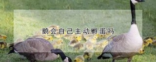 鹅会自己主动孵蛋吗,第1图