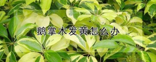 鹅掌木发黄怎么办,第1图