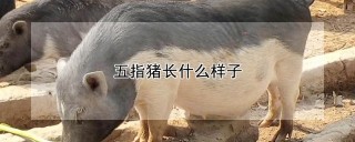 五指猪长什么样子,第1图