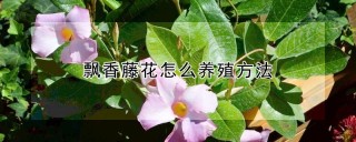 飘香藤花怎么养殖方法,第1图