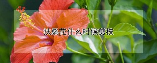 扶桑花什么时候剪枝,第1图