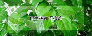 绿宝树如何换盆,第1图