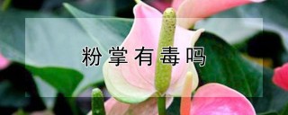 粉掌有毒吗,第1图