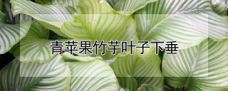 青苹果竹芋叶子下垂,第1图