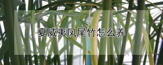 夏威夷凤尾竹怎么养,第1图