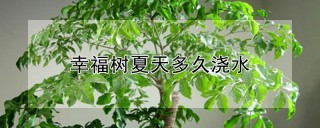 幸福树夏天多久浇水,第1图