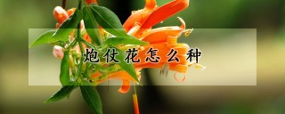 炮仗花怎么种,第1图