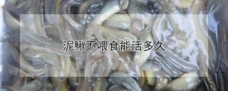 泥鳅不喂食能活多久,第1图