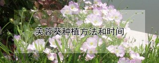 芙蓉葵种植方法和时间,第1图