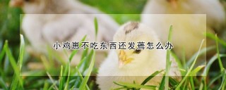 小鸡崽不吃东西还发蔫怎么办,第1图