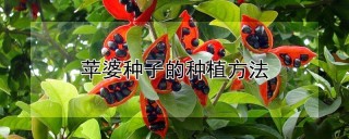 苹婆种子的种植方法,第1图