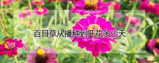 百日草从播种到开花多少天,第1图