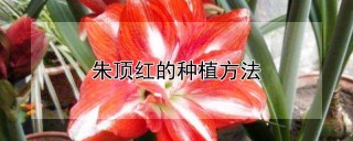 朱顶红的种植方法,第1图