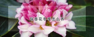 瑞香花冬季怎么养,第1图