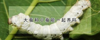 大蚕和小蚕能一起养吗,第1图