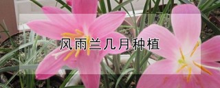 风雨兰几月种植,第1图