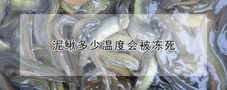 泥鳅多少温度会被冻死,第1图