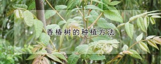 香椿树的种植方法,第1图