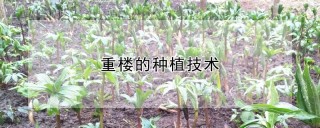 重楼的种植技术,第1图