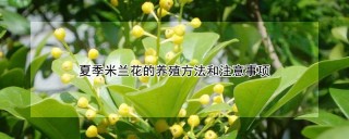 夏季米兰花的养殖方法和注意事项,第1图