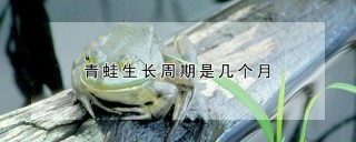 青蛙生长周期是几个月,第1图