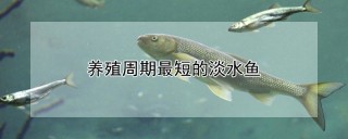 养殖周期最短的淡水鱼,第1图