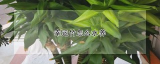 幸运竹怎么水养,第1图