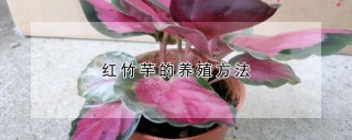 红竹芋的养殖方法,第1图