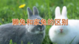 獭兔和家兔的区别,第1图