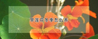 旱莲花冬季怎么养,第1图