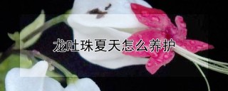 龙吐珠夏天怎么养护,第1图