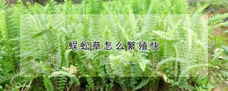 蜈蚣草怎么繁殖快,第1图