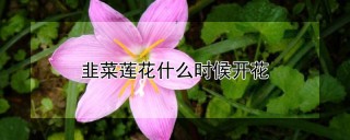 韭菜莲花什么时候开花,第1图