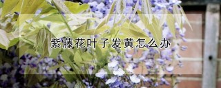 紫藤花叶子发黄怎么办,第1图