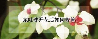 龙吐珠开花后如何修剪,第1图